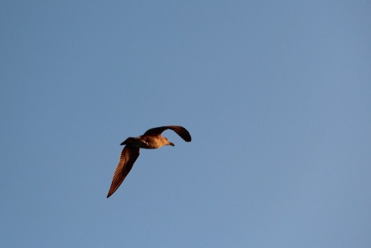 Freedom / by Alma Rosi